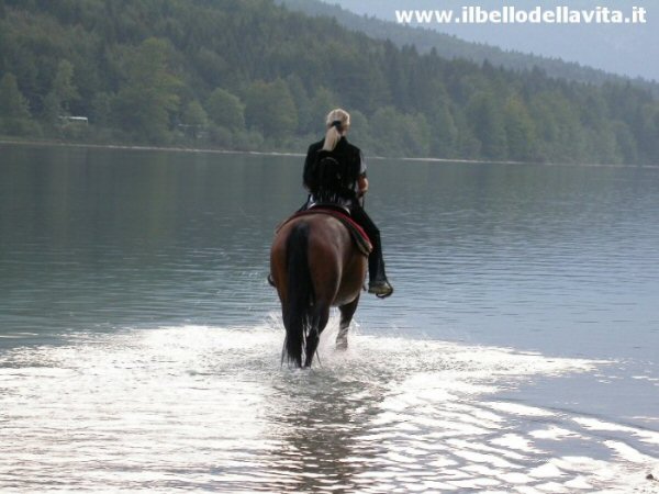 Un cavallo al trotto nel lago di Bohinj.