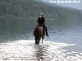 Un cavallo al trotto nel lago di Bohinj. - Clicca per ingrandire la foto...