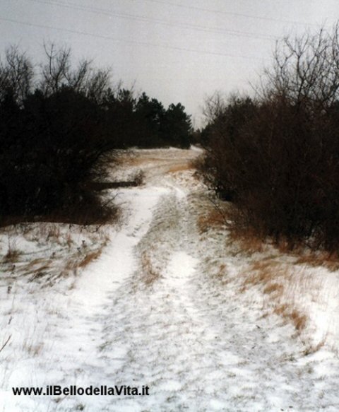 Un sentiero innevato a S. Lorenzo, sul Carso triestino (gennaio 2003).