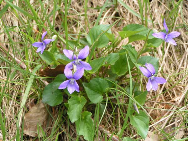 Fiori sull'Abetone (inviata da giulia)