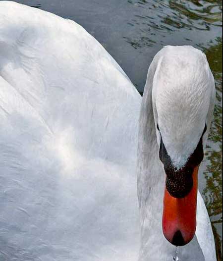 Cigno, presso il parco di Recoaro Terme di Vicenza (inviata da SalMessina)