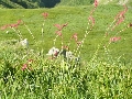 Campo sull'Abetone (inviata da giulia). - Clicca per ingrandire la foto...