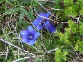 Campanule sull'Abetone (inviata da giulia) - Clicca per ingrandire la foto...