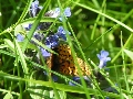 In primavera sull'Abetone (inviata da giulia) - Clicca per ingrandire la foto...