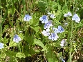 Fioritura montana sull'Abetone (inviata da giulia) - Clicca per ingrandire la foto...